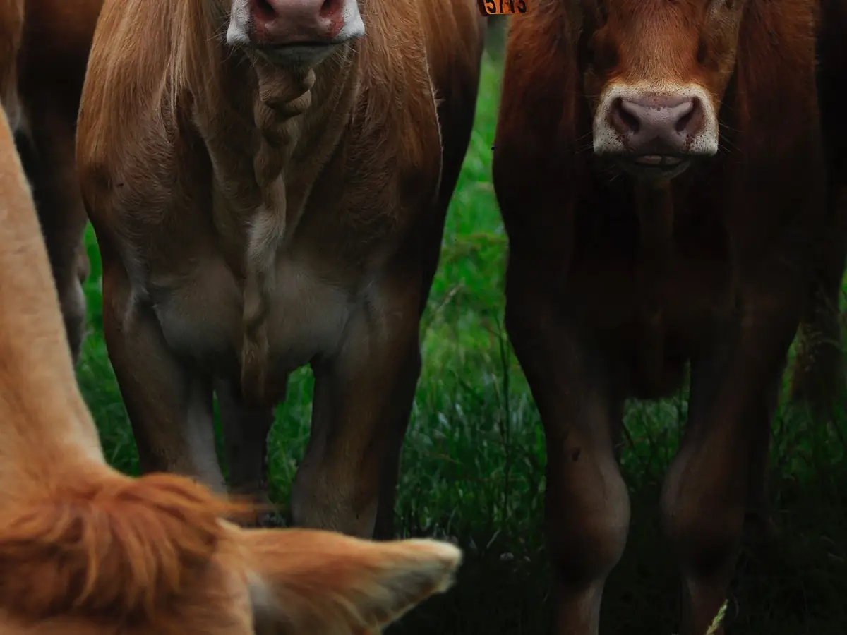 Lot 24 · Heifers Brangus · Photo 1 of 1