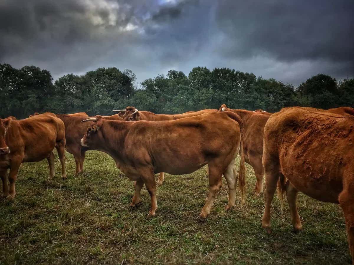 Lot 1 · Steers Hereford · Photo 1 of 1