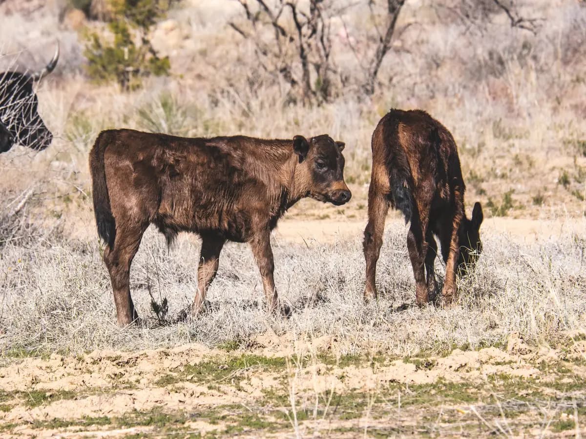 Lote 27 · Terneros Hereford