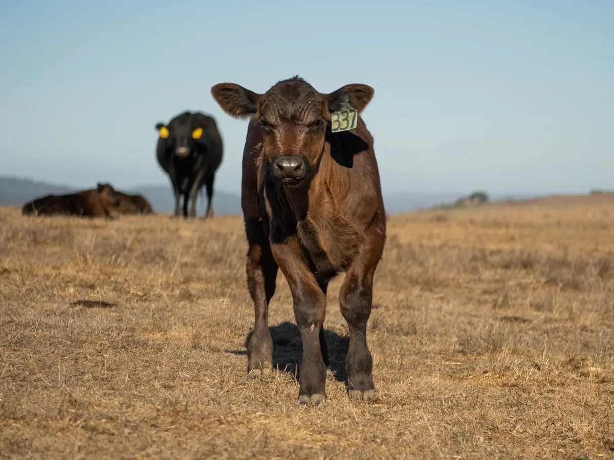 Lote 3 · Terneros Hereford