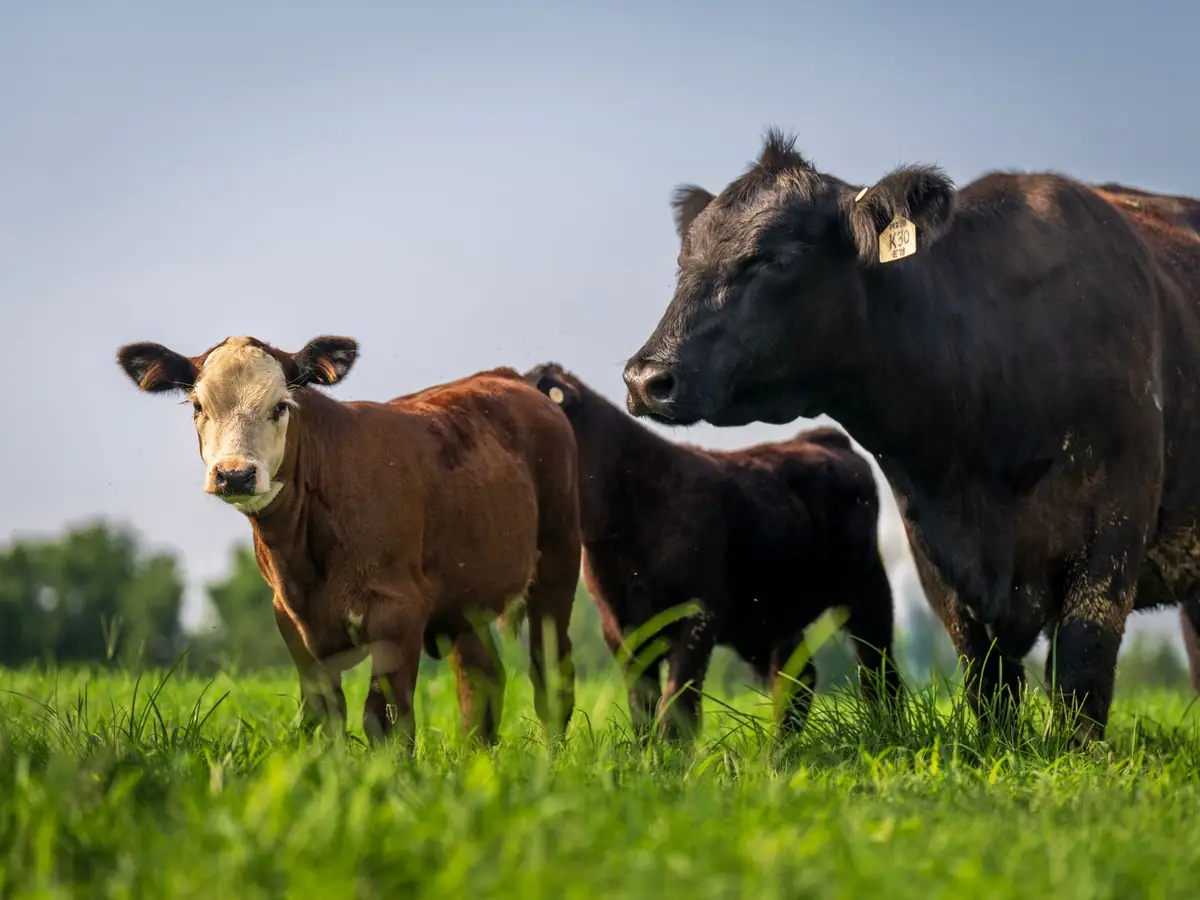 Lote 10 · Terneros Aberdeen Angus