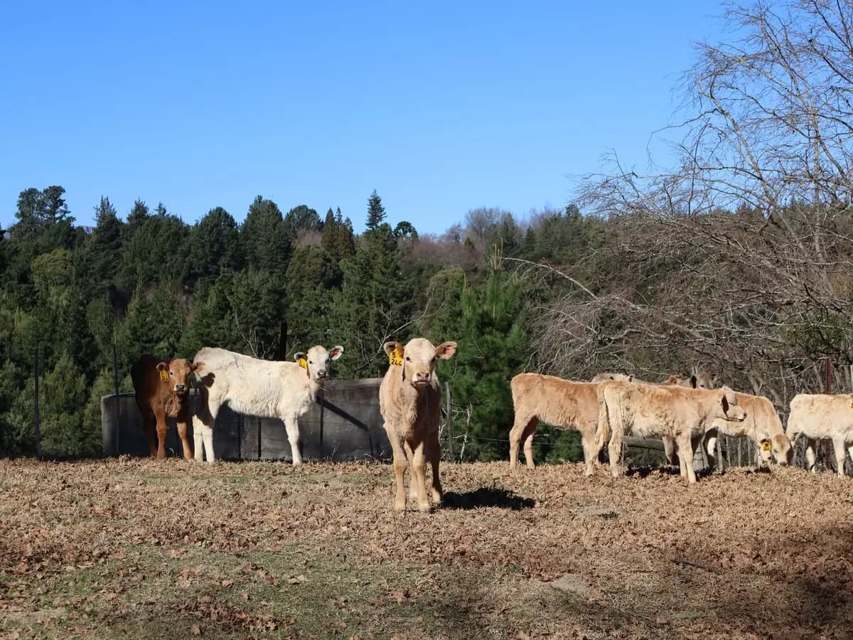 Lote 13 · Terneros Hereford