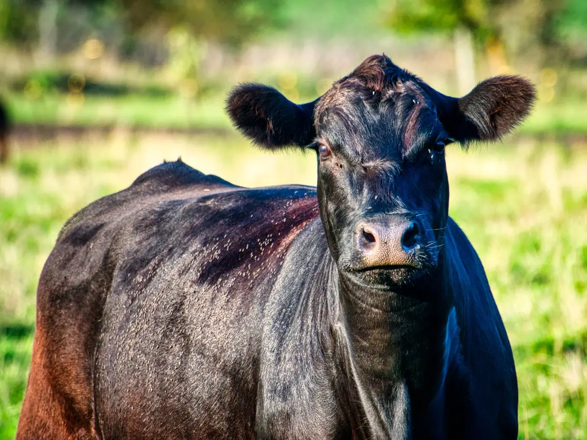 Lote 4 · Vacas Hereford