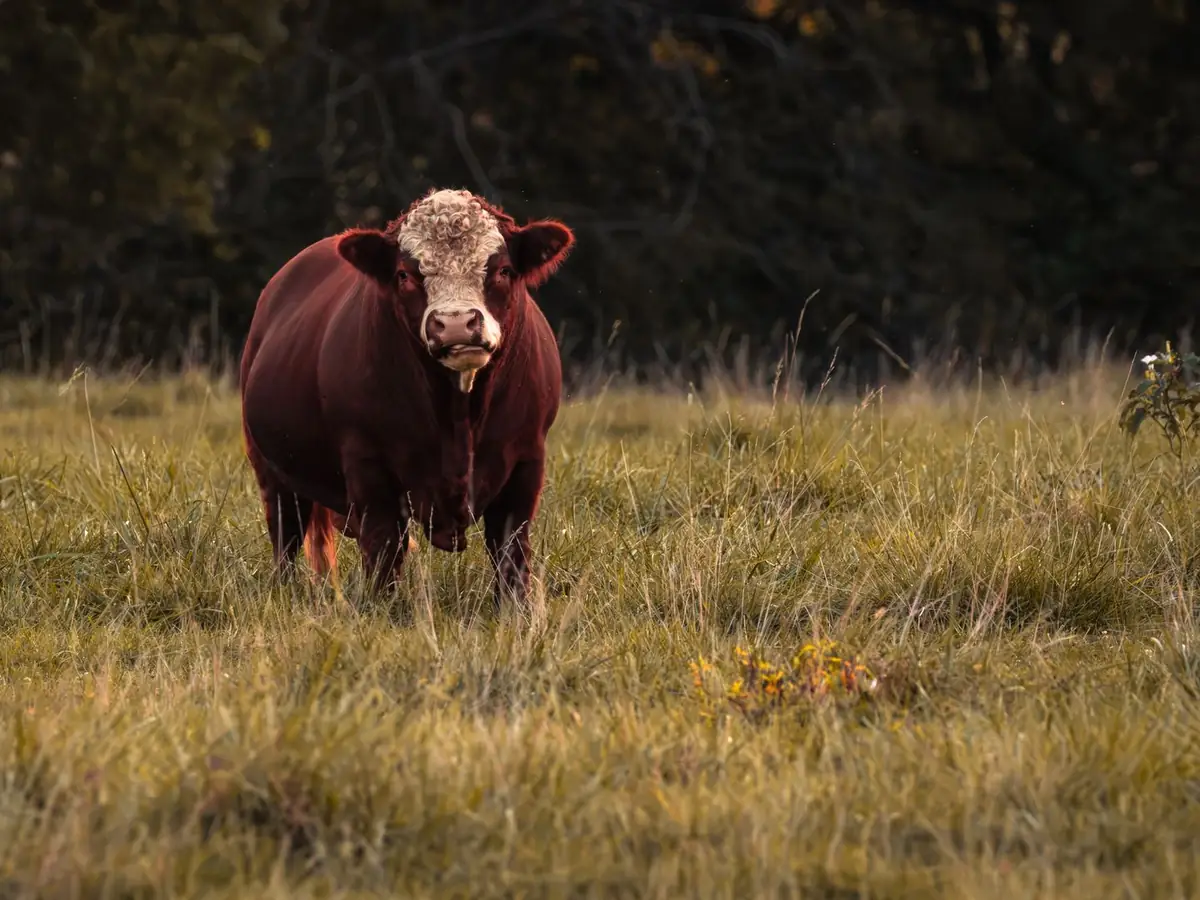Lote 8 · Vacas Aberdeen Angus