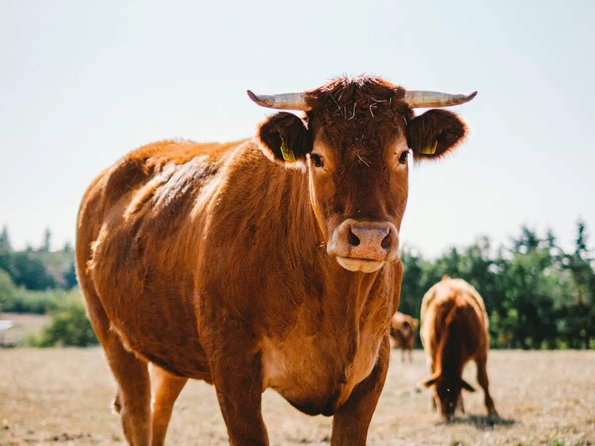 Lote 17 · Vacas Hereford