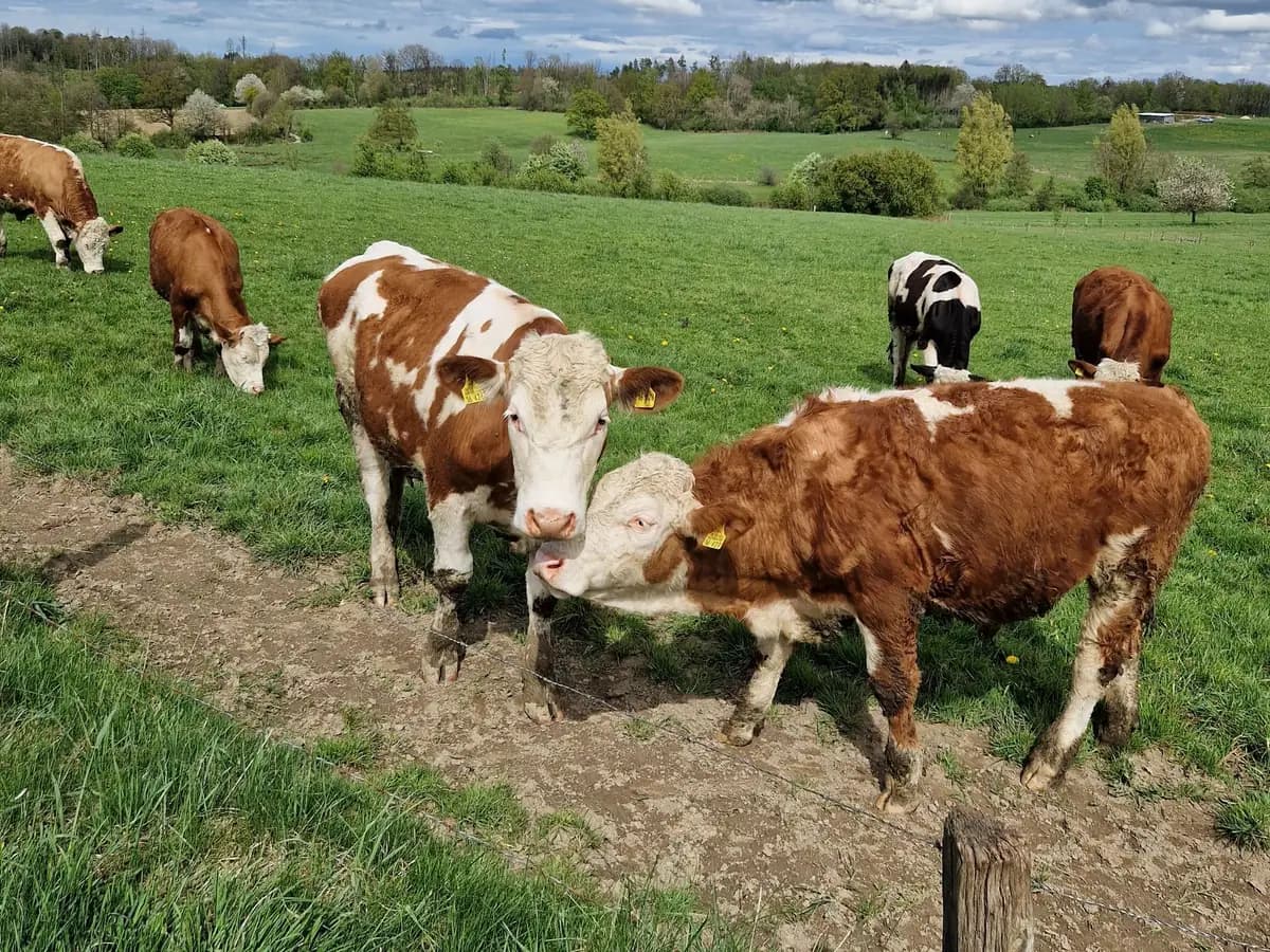 Lote 5 · Vaquillonas Hereford