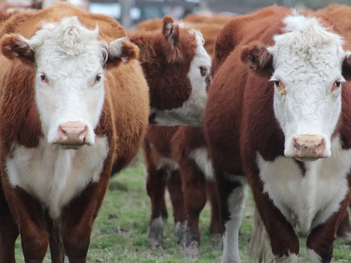 Lote 1 · Novillos Hereford