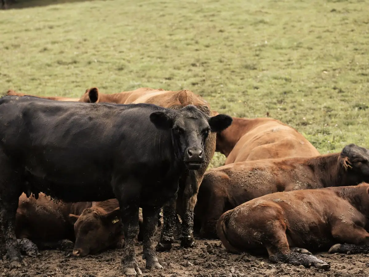 Lote 19 · Novillos Hereford
