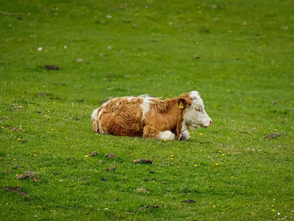 Lote 1 · Terneros Hereford · Foto 1 de 1