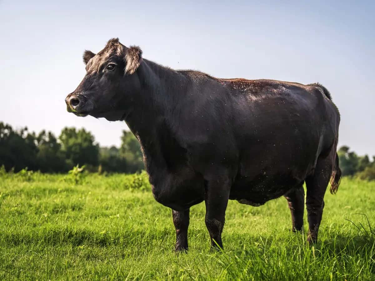 Lote 5 · Vacas Hereford · Foto 1 de 3