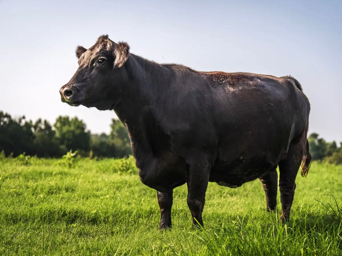 Lote 5 · Vacas Hereford