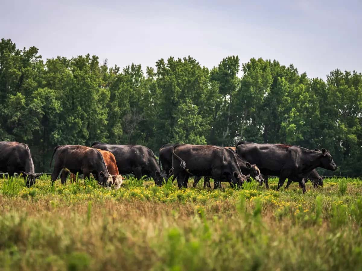 Lote 8 · Novillos Aberdeen Angus · Foto 1 de 1