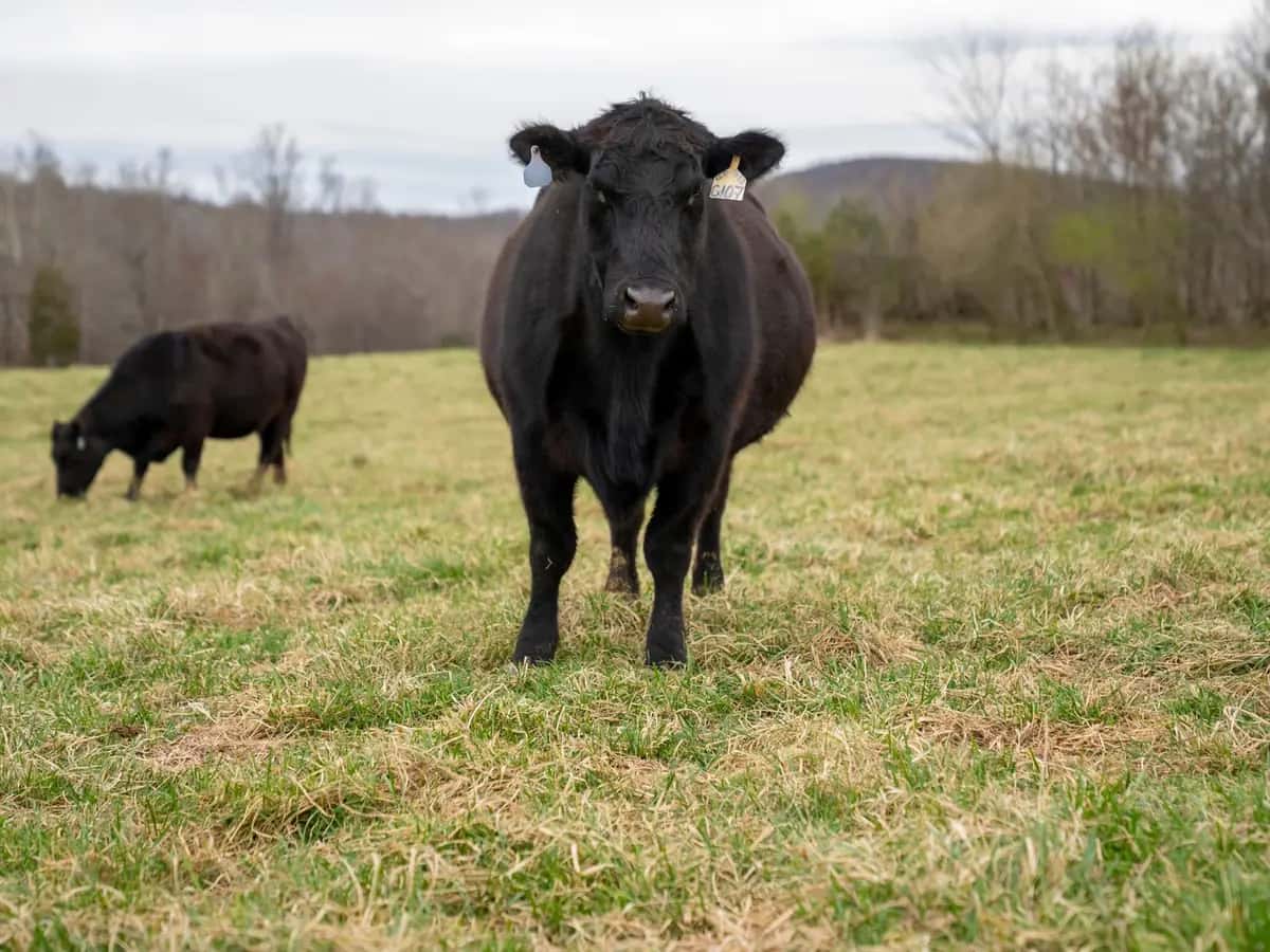 Lote 22 · Novillos Aberdeen Angus · Foto 1 de 1