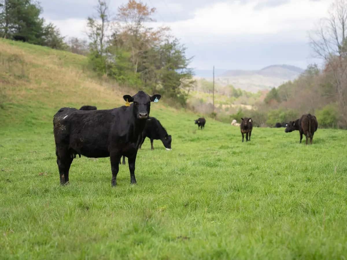 Lote 8 · Novillos Aberdeen Angus · Foto 1 de 1